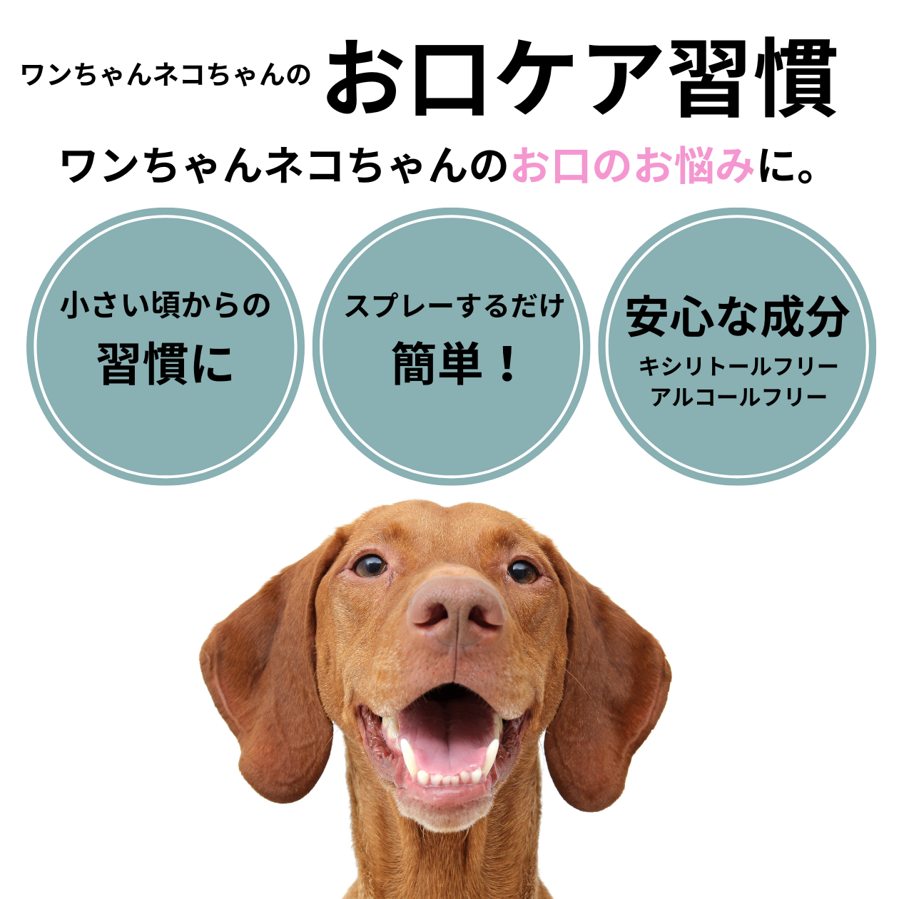 ペット用SPデンタルスプレー 50ml 分割ポリリン酸配合