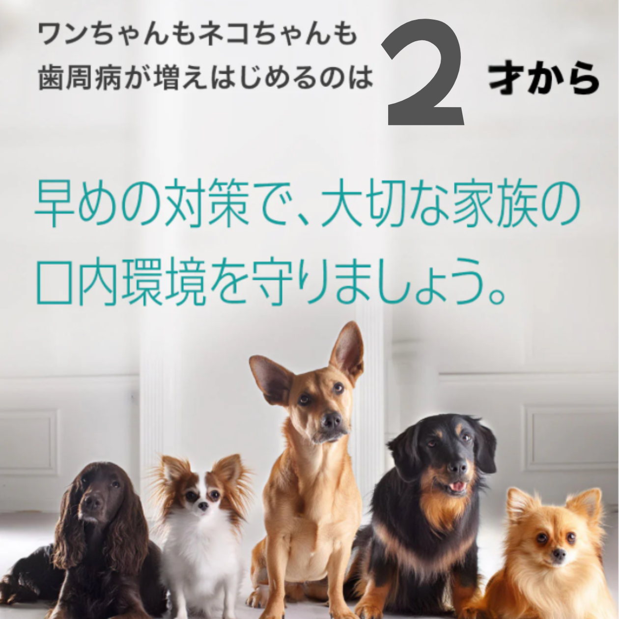 ペット用SPデンタルスプレー 50ml 分割ポリリン酸配合